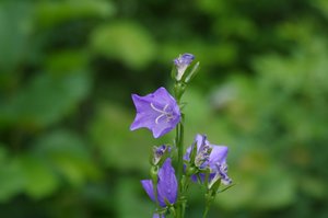 IMGP0261.JPG IMGP0261.JPG