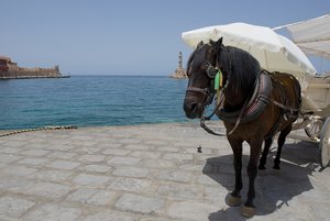 20140625_1596Kreta_Rethymno_Kutschpferd01.JPG
