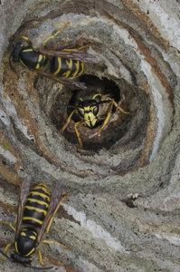 Wespe 2. Versuch (1 von 1).jpg Wespe 2. Versuch (1 von 1).jpg