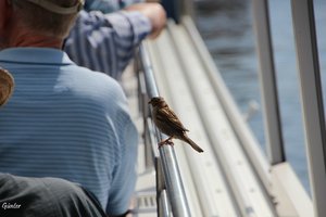 Klein_berlin BlinderPasagier.jpg