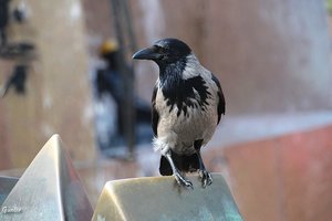 Klein_berlin Krähe.jpg