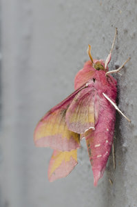 kleiner Weinschwärmer (1 von 1).jpg