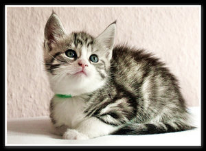 Kätzchen 3 wochen.JPG