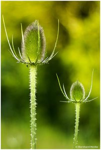 Distel_5622.jpg Distel_5622.jpg