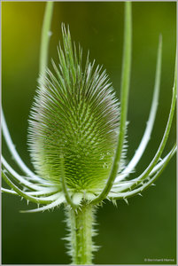 Distel_5633.jpg Distel_5633.jpg