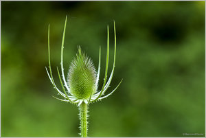 Distel_5635.jpg Distel_5635.jpg