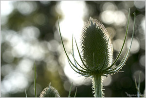 Distel_5629.jpg Distel_5629.jpg