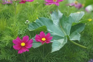 Forum DSC03654 Nex 5r + Soligor 2,0 135mm (c) PPf.jpg