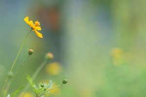 Forum DSC03658 Nex 5r + Soligor 2,0 135mm (c) PPf.jpg