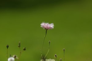 Forum DSC03661 Nex 5r + Soligor 2,0 135mm (c) PPf.jpg