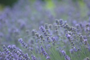 Forum DSC03688 Nex 5r + Soligor 2,0 135mm (c) PPf.jpg