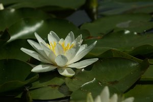 Forum DSC03775 Nex 5r + Tair 3S 4,5 300mm (c) PPf.jpg Forum DSC03775 Nex 5r + Tair 3S 4,5 300mm (c) PPf.jpg