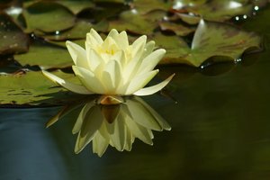 Forum DSC03768 Nex 5r + Tair 3S 4,5 300mm cr (c) PPf.jpg