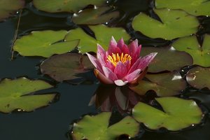 Forum DSC03770 Nex 5r + Tair 3S 4,5 300mm (c) PPf.jpg