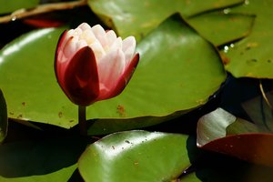 Forum DSC03772 Nex 5r + Tair 3S 4,5 300mm psf (c) PPf.jpg