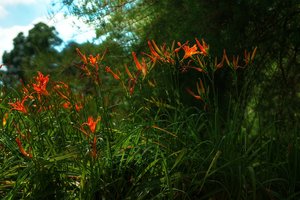 Forum DSC03798 Nex 5r + Canon FD 1,4 50mm tm2 psf (c) PPf.jpg Forum DSC03798 Nex 5r + Canon FD 1,4 50mm tm2 psf (c) PPf.jpg