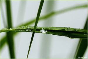 Regentropfen_Schilf_5748.jpg Regentropfen_Schilf_5748.jpg