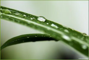 Regentropfen_Schilf_5750.jpg Regentropfen_Schilf_5750.jpg