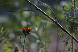 Forum DSC03226  Nex 5r + Hanimex 2,8 135mm (c) PPf.jpg