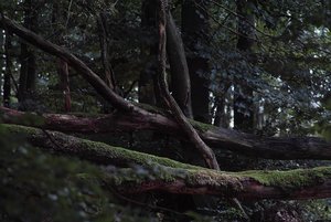 Forum SDIM1128 SD15 + Polar 135 mm (c) PPf.jpg