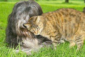 manitou_SDIM2298.jpg manitou_SDIM2298.jpg