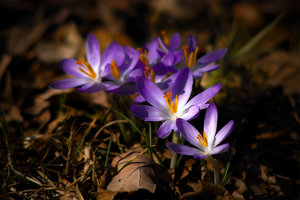 krokus.jpg
