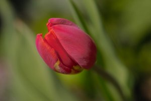 Blumen-SD10 - IMG05671.jpg