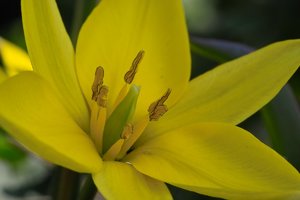 Blumen-SD10 - IMG06631.jpg