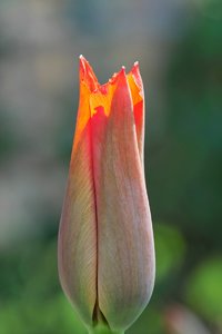 Blumen-SD10 - IMG05689.jpg