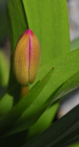 Blumen-SD10 - IMG06623_2.jpg