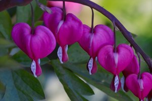 Tr_Herz-SD10 - IMG06643_1.jpg