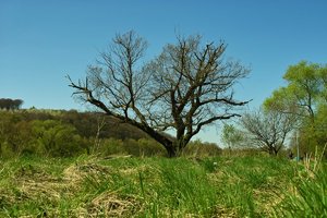 ad-Ruhr-SD14 - SDIM4655.jpg