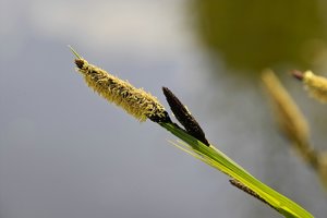 Natur-SD10 - IMG06718.jpg