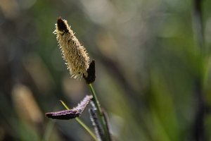 teich-SD10 - IMG06717.jpg teich-SD10 - IMG06717.jpg