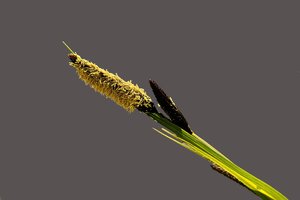 Schilf-SD10 - IMG06718-2_1.jpg Schilf-SD10 - IMG06718-2_1.jpg