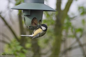 vögel_SDIM2661.jpg vögel_SDIM2661.jpg