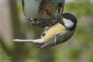 vögel_SDIM2661-crop.jpg vögel_SDIM2661-crop.jpg