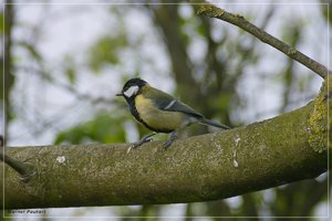 vögel_SDIM2663.jpg vögel_SDIM2663.jpg