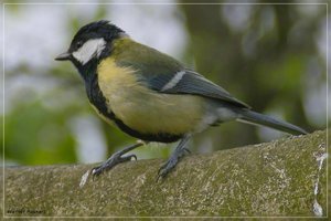 vögel_SDIM2663-crop.jpg vögel_SDIM2663-crop.jpg