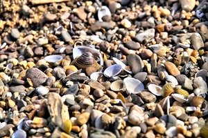 Gestern am Rhein IMG05883 Moschelen am Rhein (c) PPf.jpg