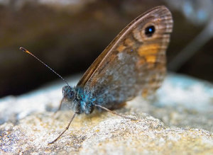 -Schmetterling- 1.jpg