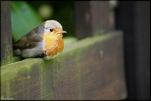 Bild-3.jpg Bild-3.jpg