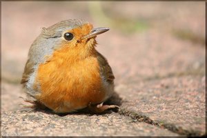 Bild-6.jpg Bild-6.jpg