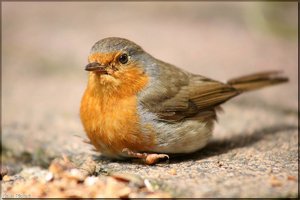 Bild-9.jpg Bild-9.jpg