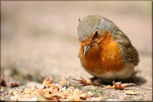 Bild-13.jpg Bild-13.jpg