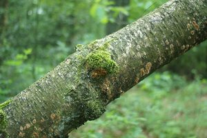 Forum DSC03882 Nex 5r + AutoRevuenon 2,8 35mm (c) PPf.jpg