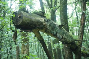 Forum DSC03885 Nex 5r + AutoRevuenon 2,8 35mm (c) PPf.jpg