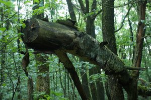 Forum DSC03886 Nex 5r + AutoRevuenon 2,8 35mm (c) PPf.jpg