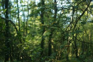 Forum DSC03901 Nex 5r + AutoRev 2,8 35mm (c) PPf.jpg