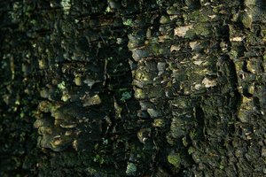 Forum DSC03917 Nex 5r + AutoRev 2,8 35mm (c) PPf.jpg